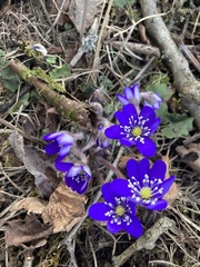 Hepatica nobilis