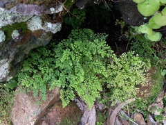 Adiantum raddianum