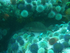 Chirodactylus brachydactylus