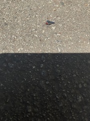 Ctenucha rubroscapus