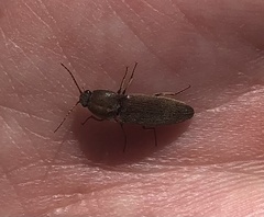 Melanotus