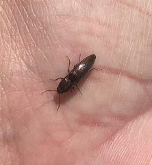Melanotus
