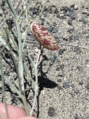 Astragalus ceramicus