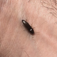 Melanotus