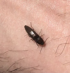 Melanotus