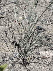Astragalus ceramicus