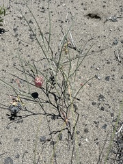 Astragalus ceramicus