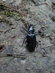 Pterostichus