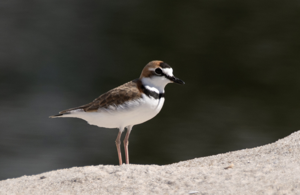 Collared Plover photo