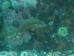 Chirodactylus brachydactylus