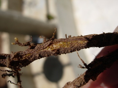 Daktulosphaira vitifoliae