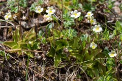 Pinguicula alpina