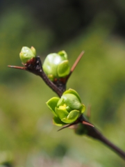 Berberis morrisonensis