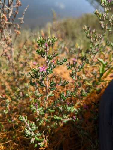 iNaturalist observation photo of Alkali Heath