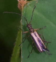 Leptalia macilenta