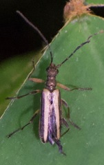 Leptalia macilenta