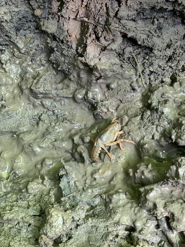 Mudbug Side View Paintedhand Mudbug from Allendale, Allendale Charter Twp, MI, USA on ...
