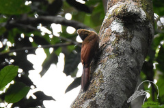 Dendrocolaptes certhia