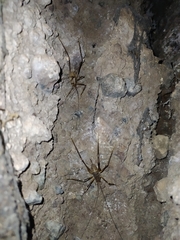 Dolichopoda geniculata