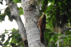 Dendrocolaptes certhia