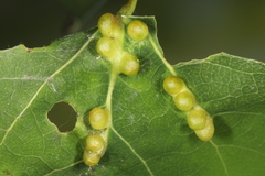 Harmandiola globuli