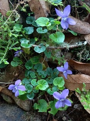 Viola sequeirae