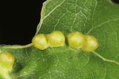 Harmandiola globuli