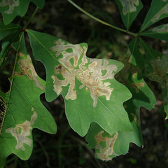 Cameraria hamadryadella