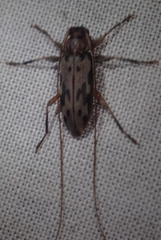 Lepturges symmetricus