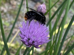 Bombus rupestris