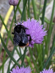 Bombus rupestris