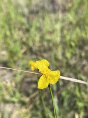Xyris elliottii
