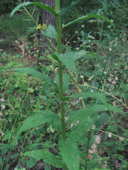 Erysimum cuspidatum