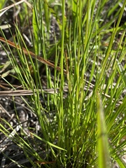 Xyris elliottii
