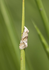 Cochylimorpha straminea