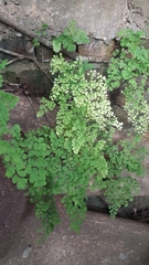 Adiantum