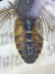Hybomitra nuda
