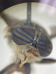 Hybomitra nuda