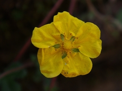 Potentilla matsumurae