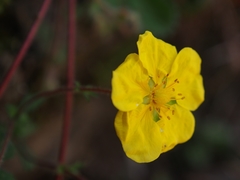 Potentilla matsumurae