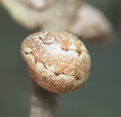 Allokermes cueroensis