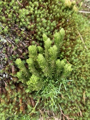 Huperzia appressa