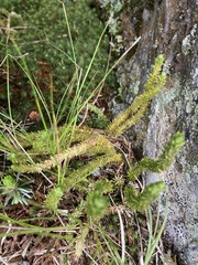 Huperzia appressa