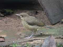 Turdus grayi