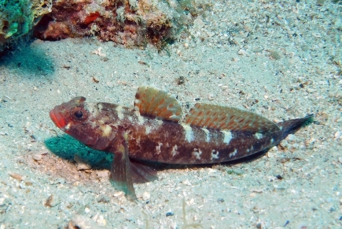 Representative image of Gobius cruentatus