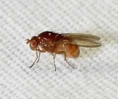 Camptoprosopella slossonae