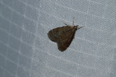 Scoparia penumbralis