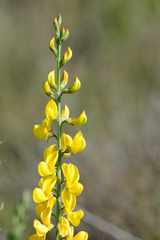 Lebeckia sepiaria