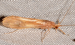 Triaenodes aba