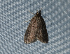 Scoparia penumbralis
